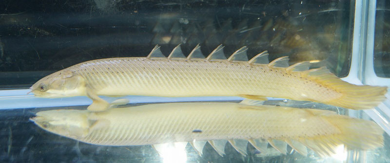 ポリプテルス セネガルスの特徴 価格 飼育方法は 古代魚ナビ