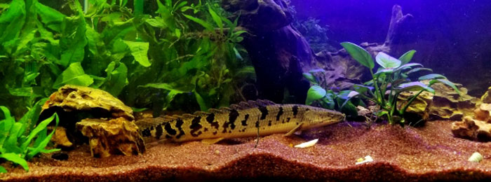 ポリプテルスの生育環境と生態 古代魚ナビ