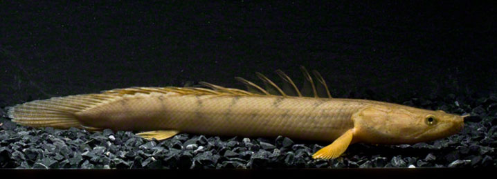 ポリプテルス コンギクスの特徴 価格 飼育方法は 古代魚ナビ
