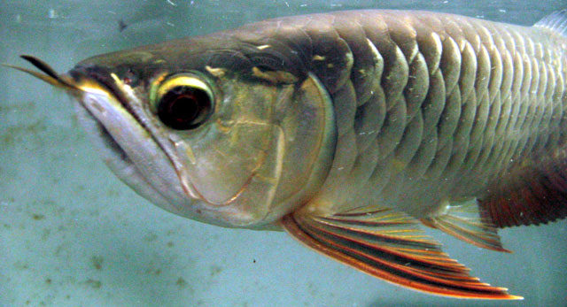 アロワナの目垂れの原因と治療方法 古代魚ナビ