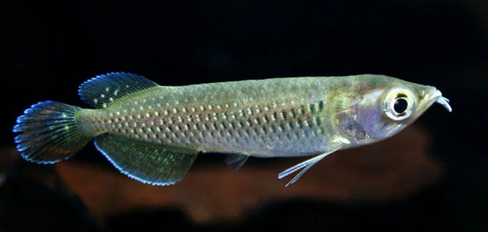 ノーザンバラムンディの幼魚