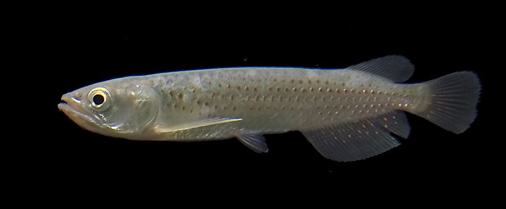 スポテッドバラムンディの特徴・価格・飼育方法は？ - 古代魚ナビ