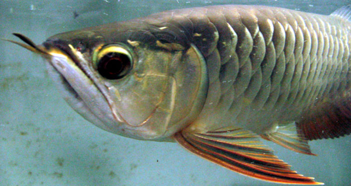 シルバーアロワナの特徴 価格 飼育方法は 古代魚ナビ
