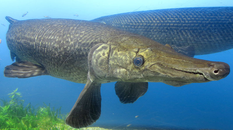 アリゲーターガー 古代魚ナビ