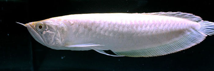 シルバーアロワナの特徴 価格 飼育方法は 古代魚ナビ