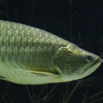 スポテッドバラムンディの特徴 価格 飼育方法は 古代魚ナビ