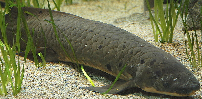 飼育 肺魚 肺魚の姿に癒やされて……。地中で“夏眠”する不思議な魚 ｜