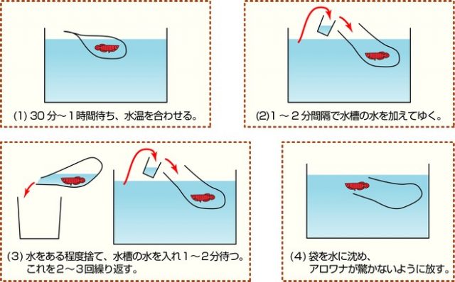 古代魚購入時の水合わせ 古代魚ナビ